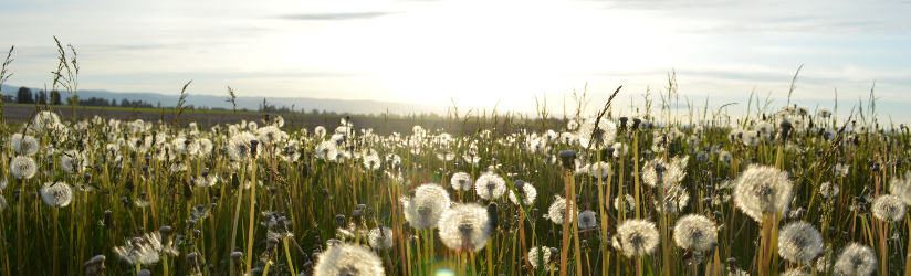 Dandelion